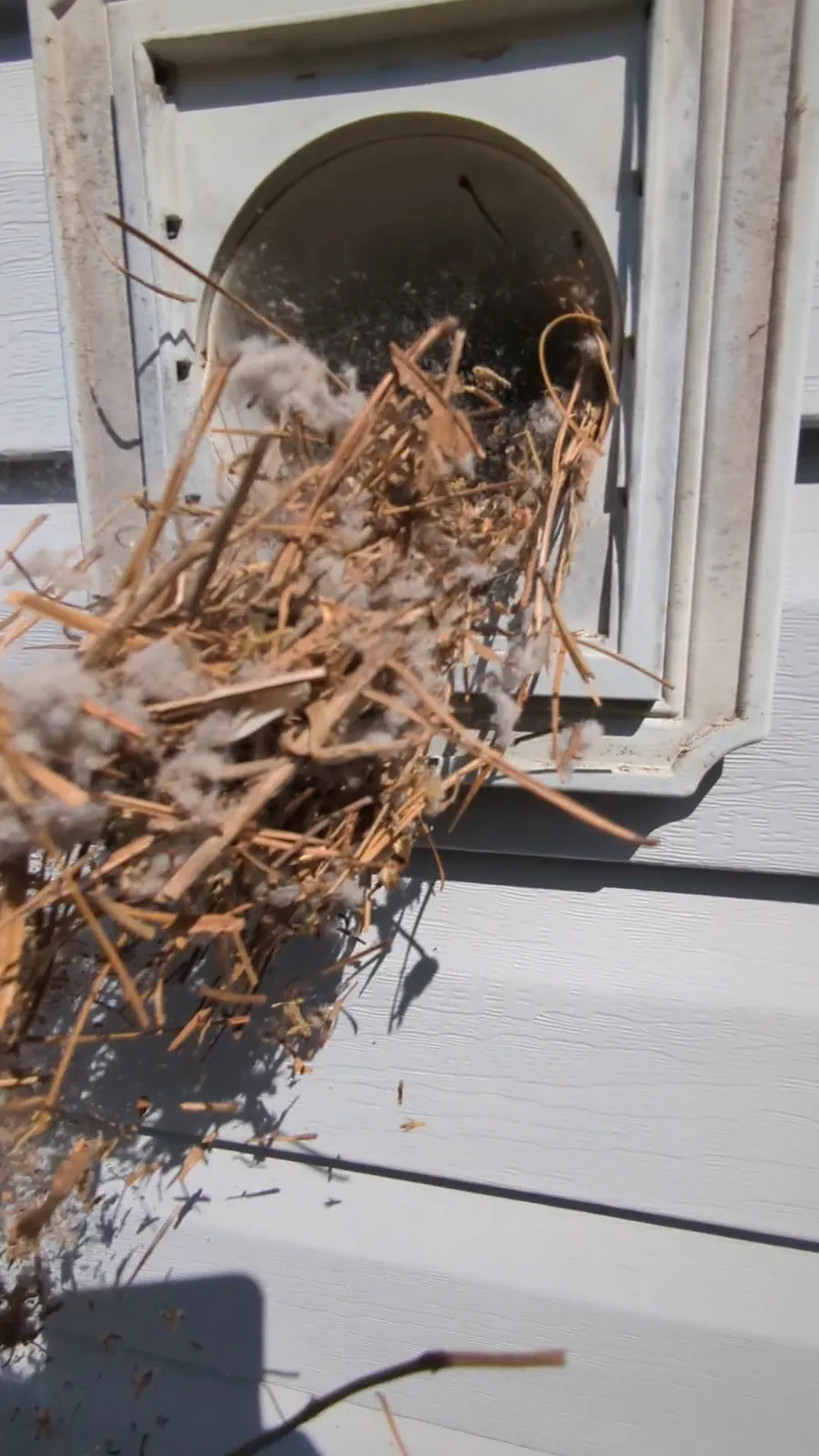 The outside dryer vent hood packed with lint and dry grass, a hand pulling it out