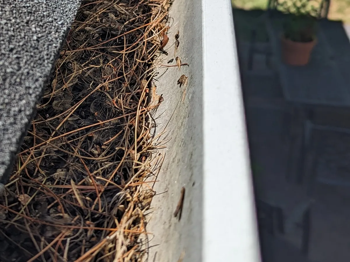 Before: Gutter cleaning, August 26, 2025. Pine needles heaped in the gutter, then cleared by hand and flushed until it ran clear.